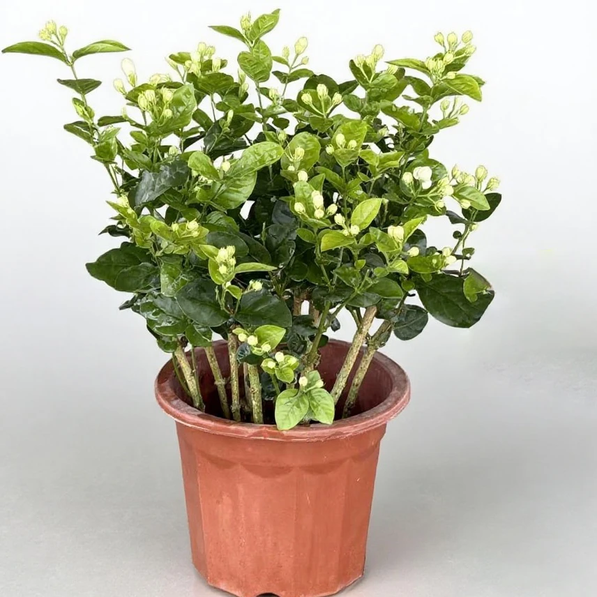 重瓣香水茉莉花喜阳喜水阳台绿植花卉盆栽地栽7~12棵