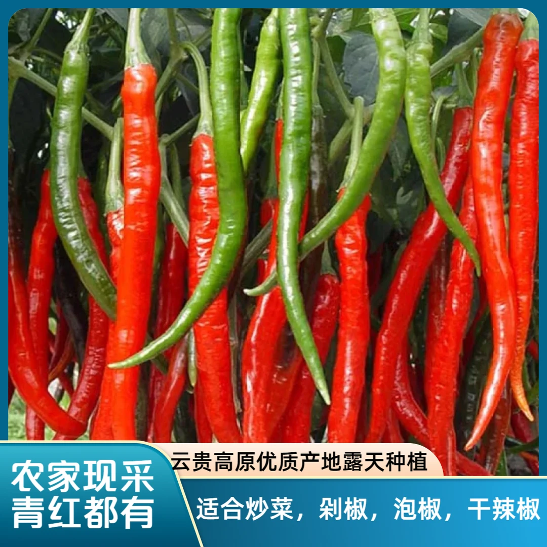 现摘云南贵州二荆条线椒红辣椒农家高原露天种植可做剁椒酱酱海椒