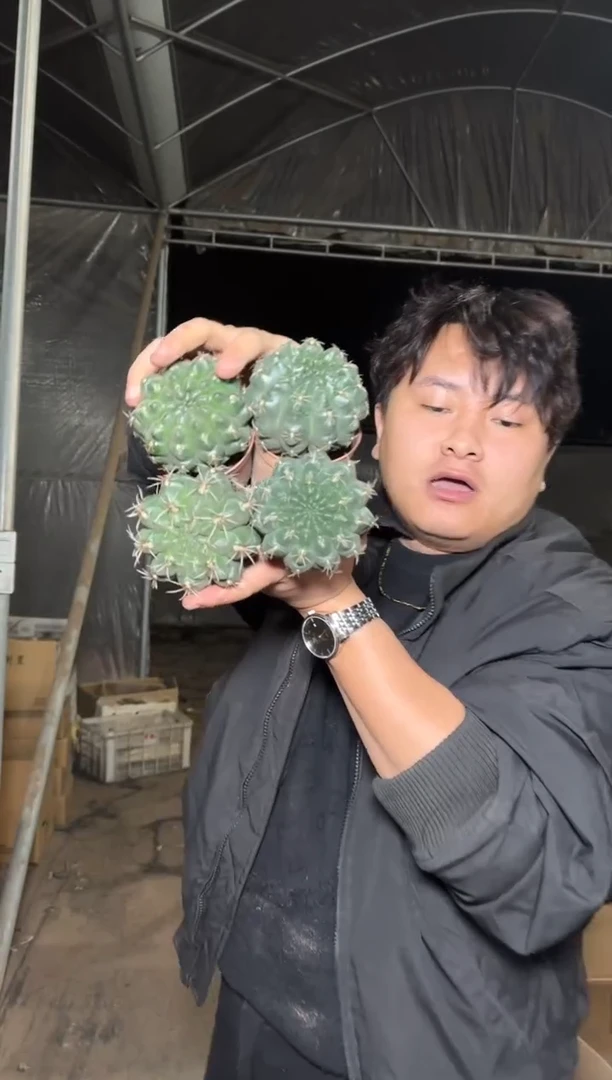 4颗 实生根 绯花玉 5-7cm