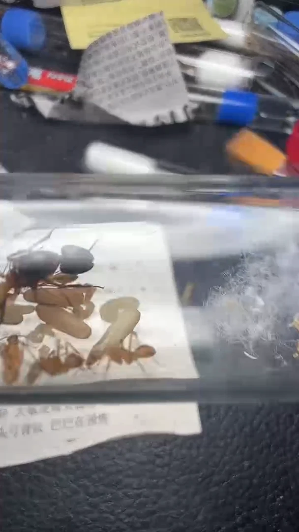 蚂蚁工坊5号白纵