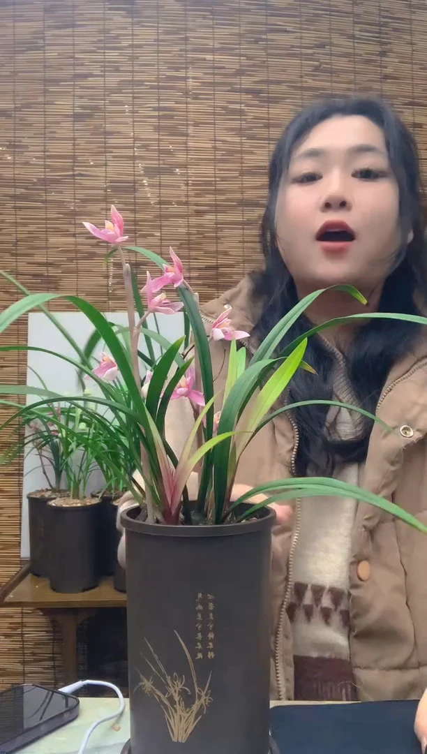 大部分花苞少量开放市长红5苗苗带芽种好发货