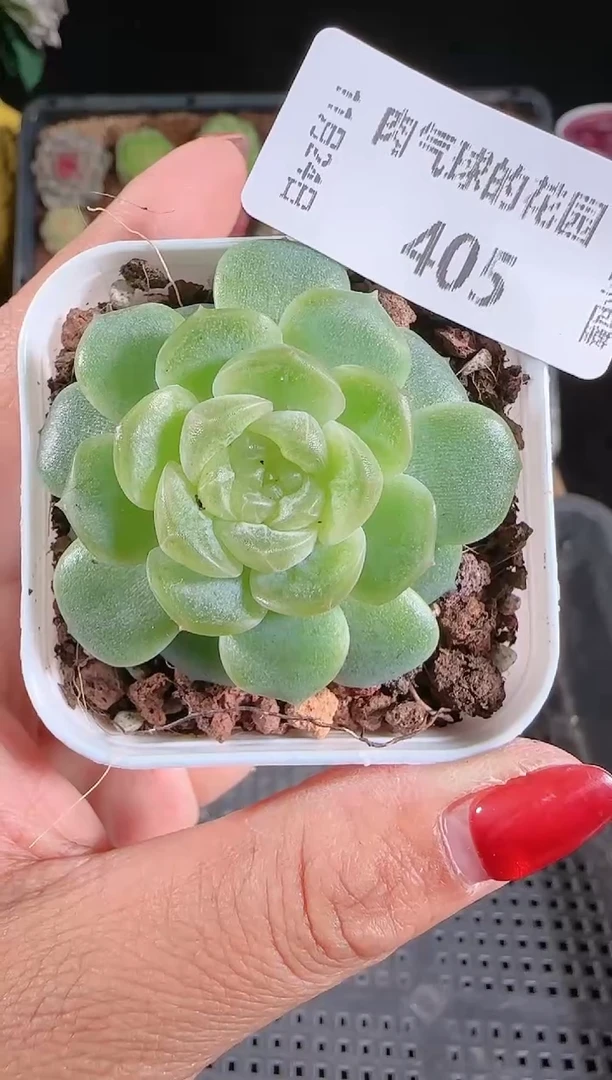 1124-405无尽灯群生不包整
