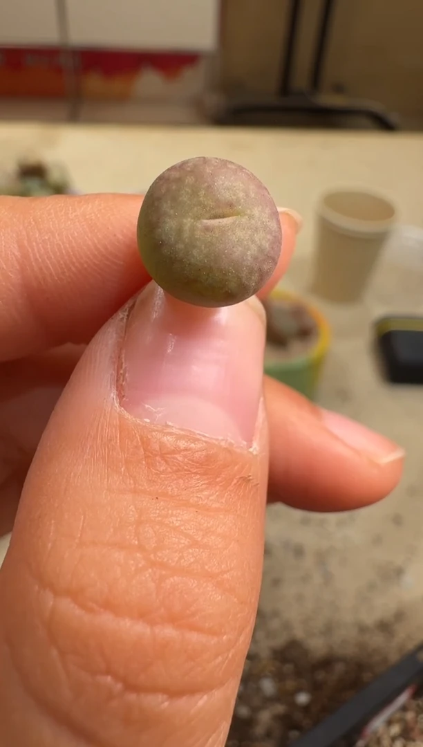 7-168多肉植物肉锥