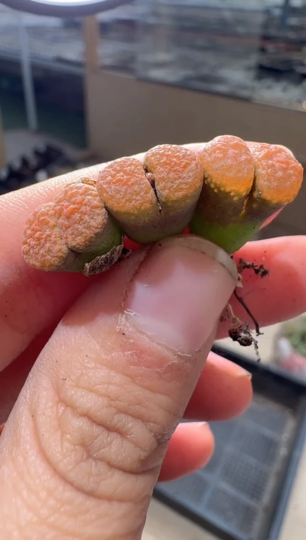 23-46多肉植物肉锥超蛋一颗