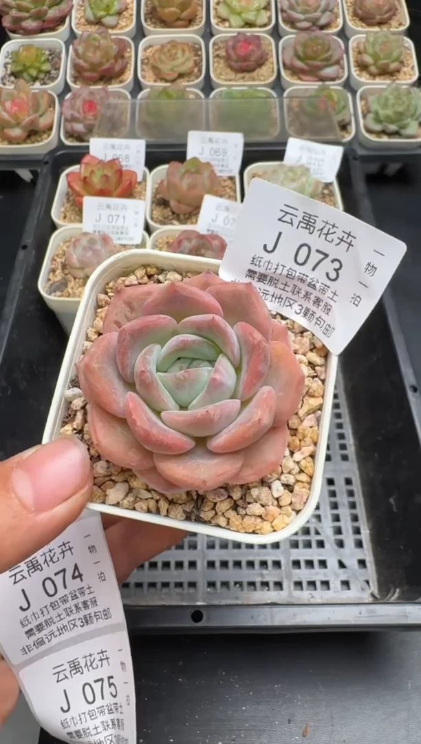 073J云禹多肉植物 带盆土纸巾打包 当天拍3颗包邮