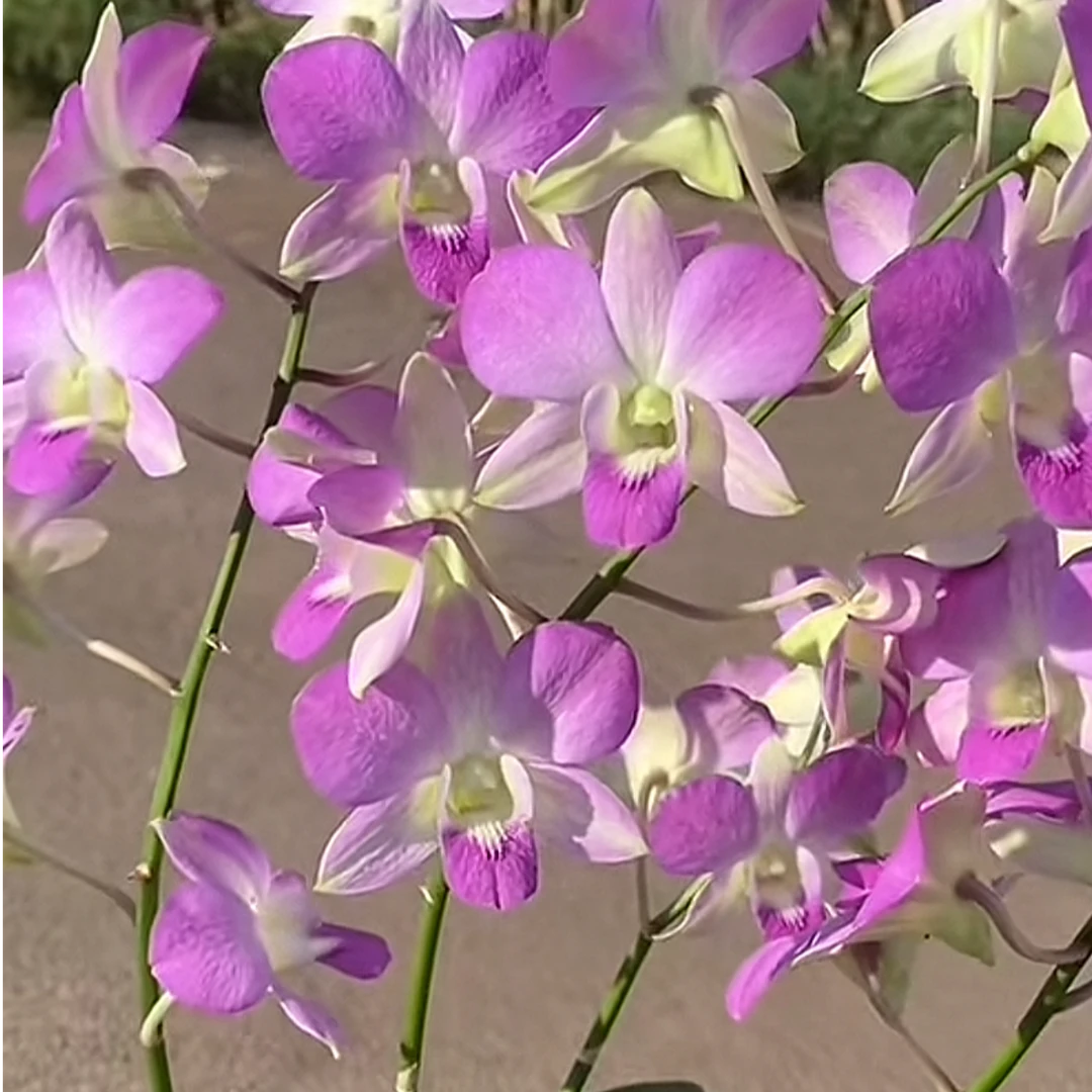 活体盆栽铁皮石斛水晶种植套装 天然养生植物 空气净化 桌面绿植