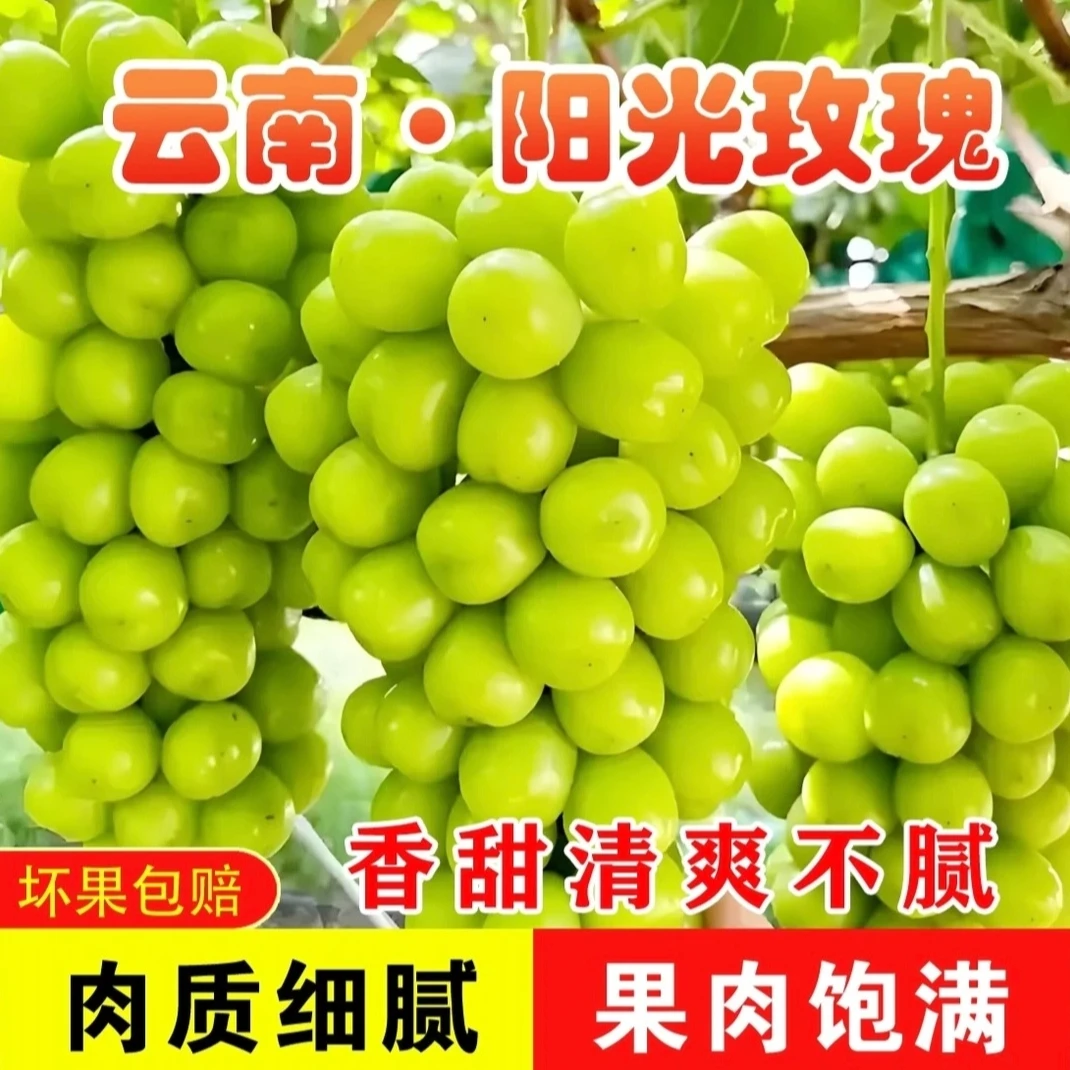 正宗云南阳光玫瑰新鲜采摘葡萄颗颗饱满新鲜水果香甜多汁