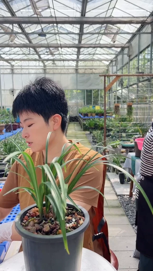 当前无花朵，栽培后可花朵马**功宋梅，，，马到成功