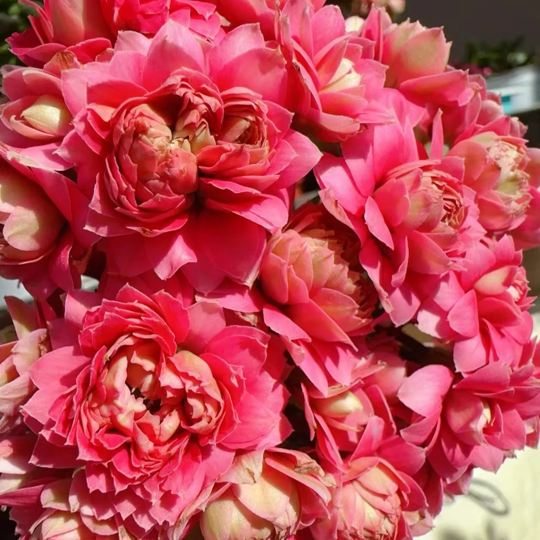 【天娇】~稀有品种大花苞