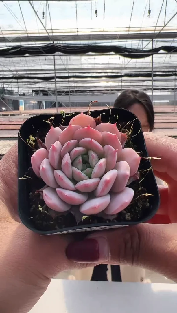 【闪购商品】新款多肉-22