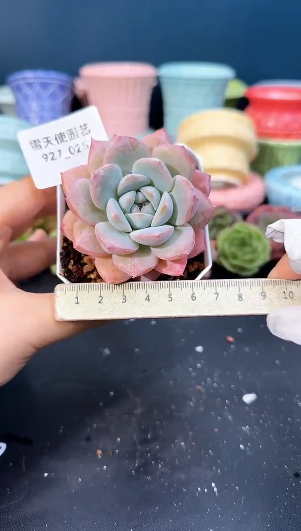 927-025青山（冠幅6cm）