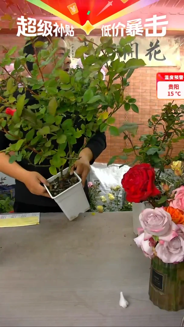 当前无花朵，栽培后可花朵卡宴146