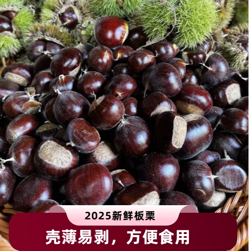 2025年新鲜下树正宗迁西板栗带壳大果糖炒栗子老树油栗现摘现发