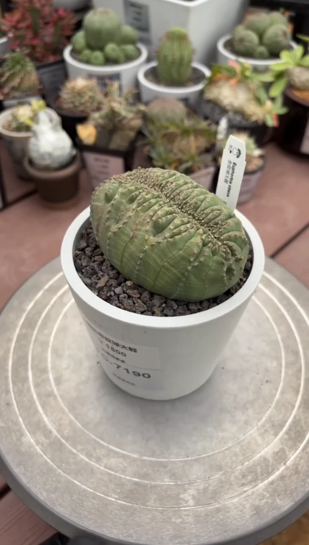 缀化布纹球大戟FC-7190