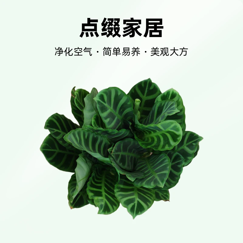 青背天鹅绒竹芋客厅办公室观叶喜阴