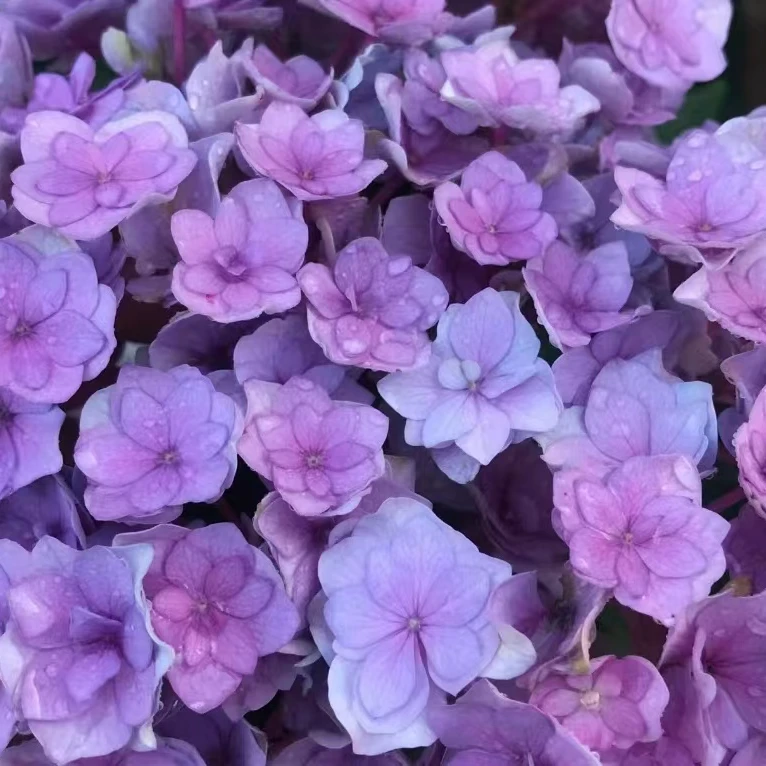 原野先生花园（5加仑你我在一起）养护花期大花开花发货四季养护