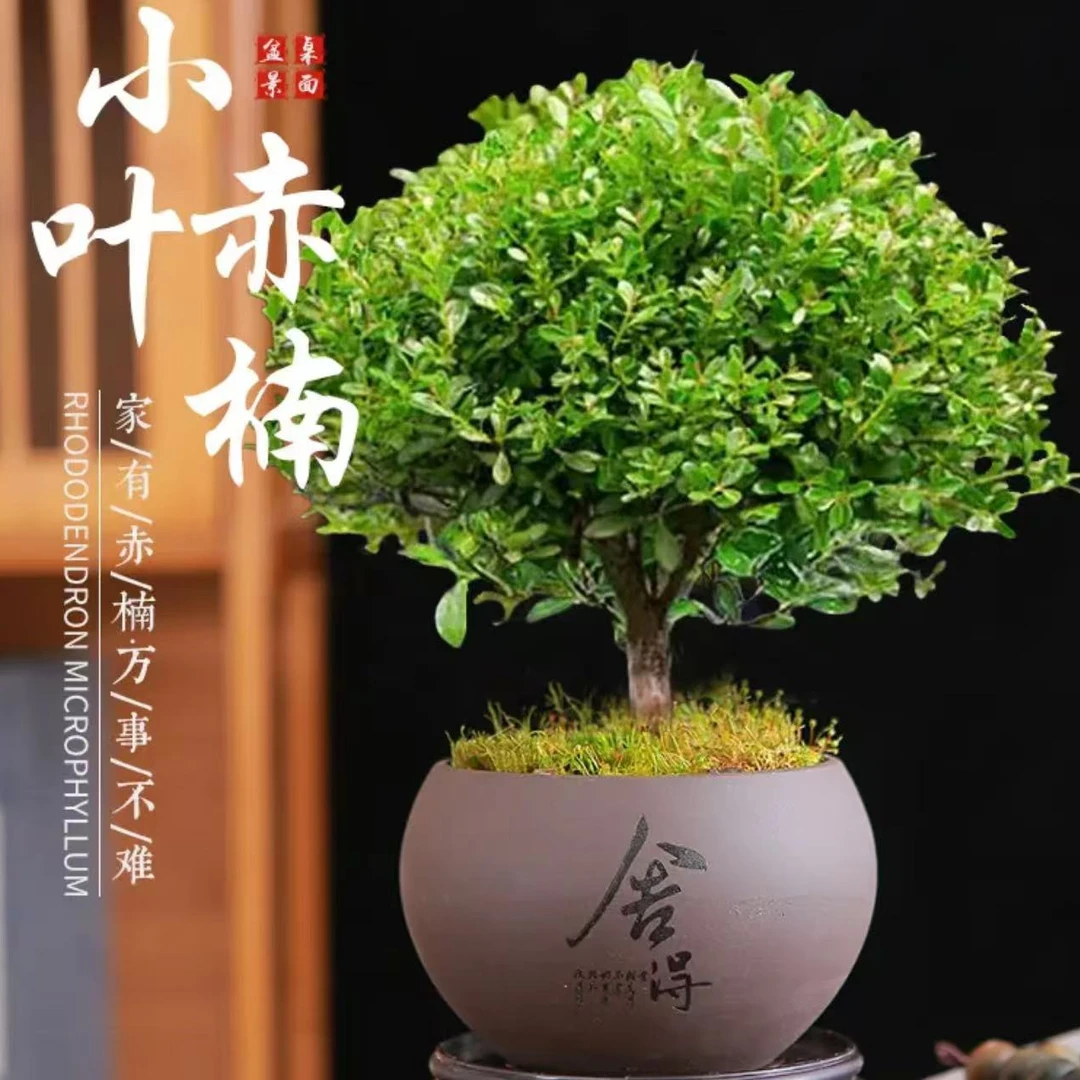 小叶赤楠舍得盆桌面盆景净化空气绿植鲜活好看