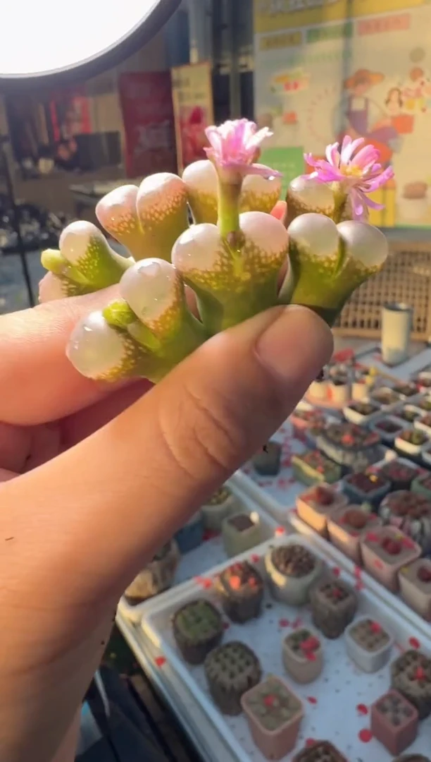 272多肉植物肉锥一颗
