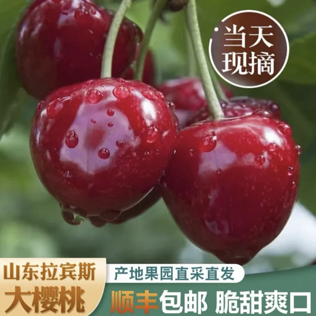 烟台头茬拉宾斯大樱桃顺丰空运冷链产地直发【5斤装】