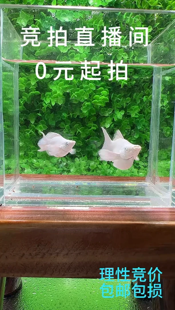 孔雀鱼阿浩孔雀鱼