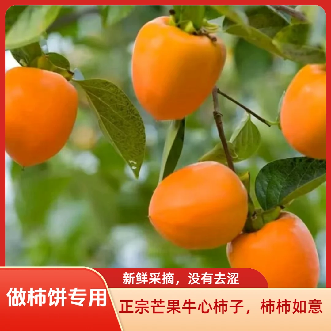 山东芒果牛心柿子 水果脆柿子牛心柿子  产地直发