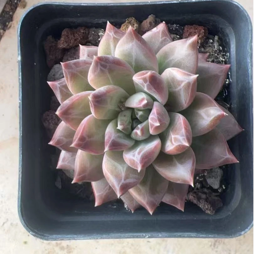 斑马美人　多肉植物两单包邮