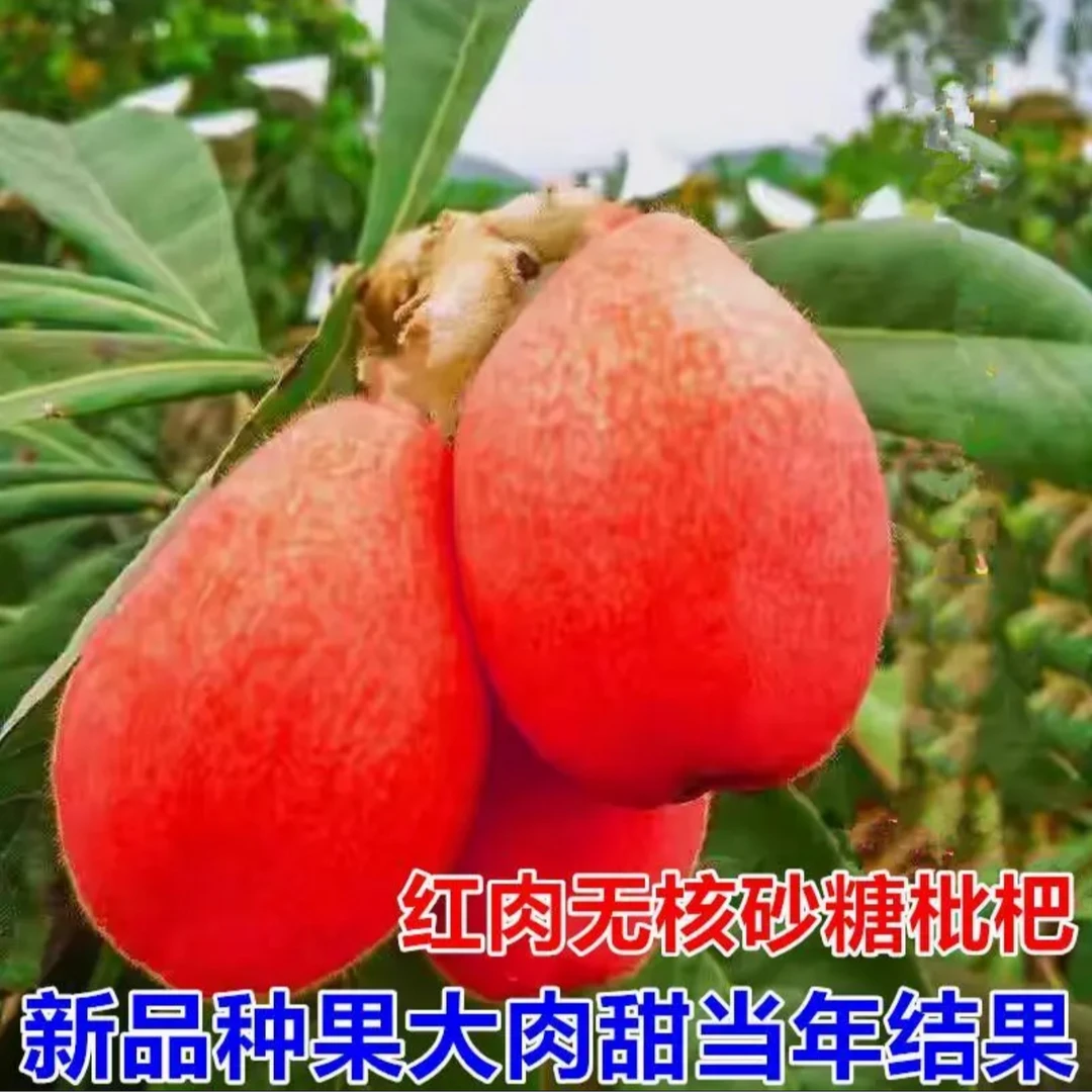 b枇杷树苗果树果苗盆栽嫁接新品种树苗南北方种植