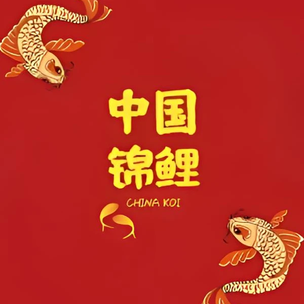（包邮）锦鲤观赏鱼运输过程掉鳞开叉等尺寸误差属正常现象介意勿拍