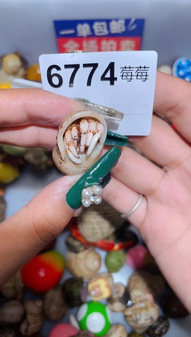 陌派甄选寄居蟹6774，马岛竹节磨尖1.4