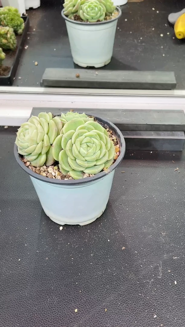 闪购2256  白珍多肉一颗