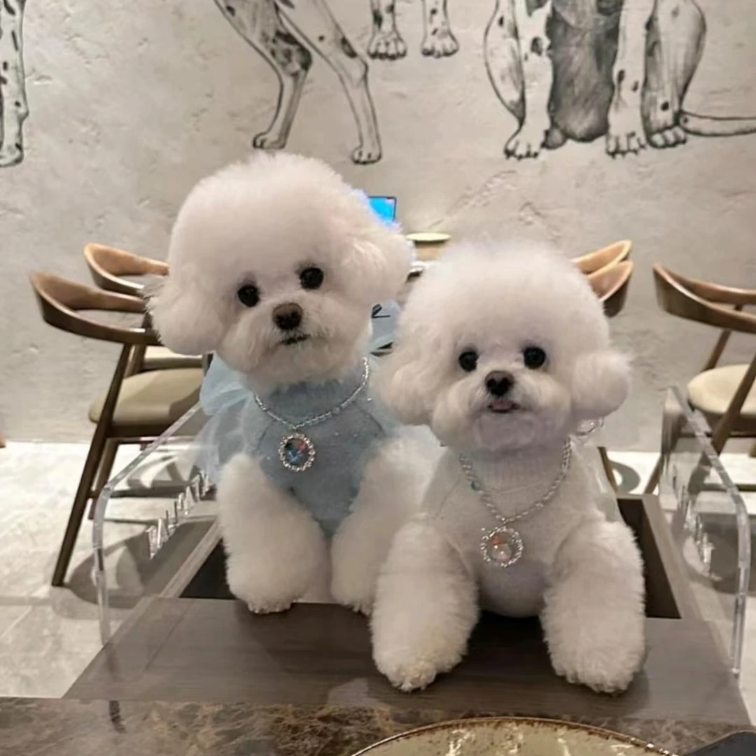 一菲家哈尔滨嗨宝顺聪明宠物友好小型犬超甜版摇粒绒狗狗可爱萌宠