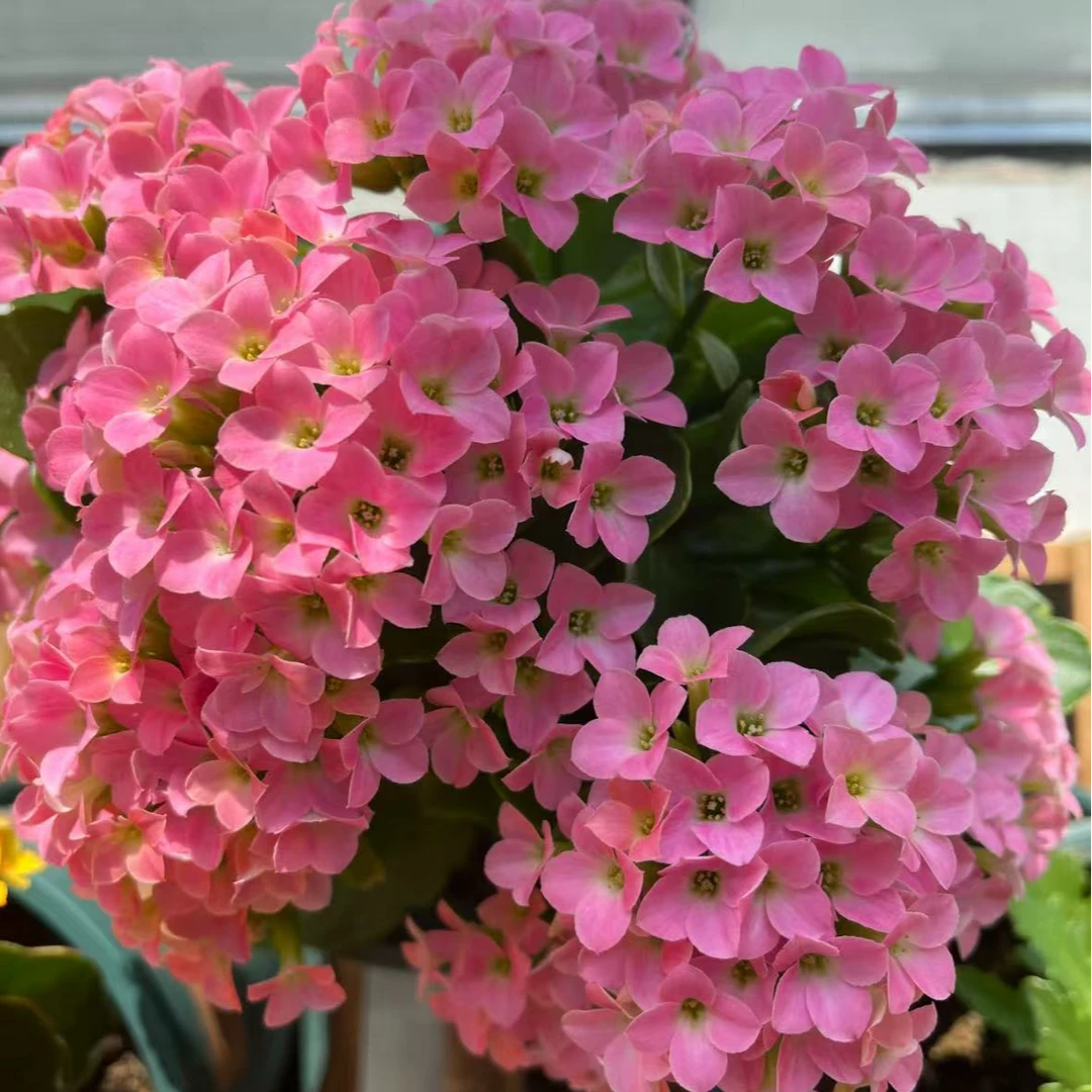 【李先生】哈瑞特~长寿带花带花苞发货