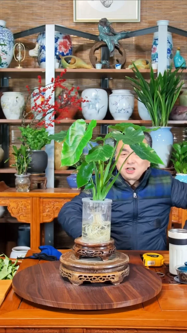 无花朵水之韵水培海芋
