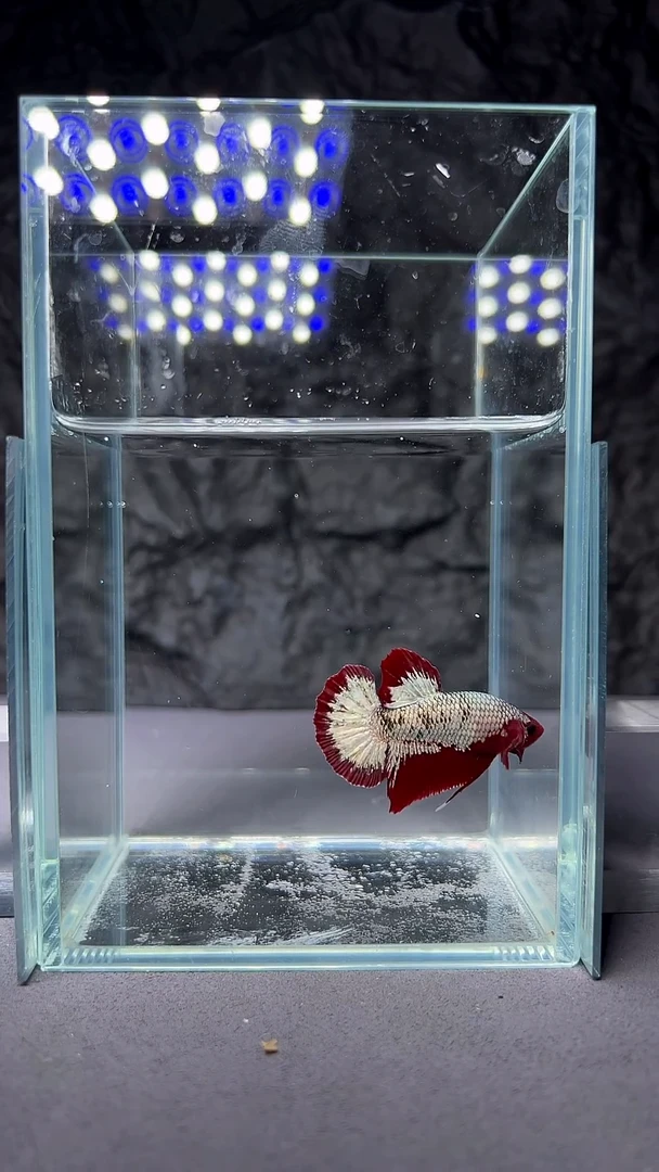 斗鱼竞拍链接A042