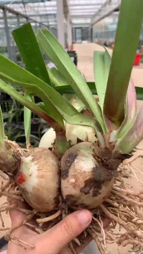 当前无花栽培后可以开花绝妙8cm+豪华坨坨