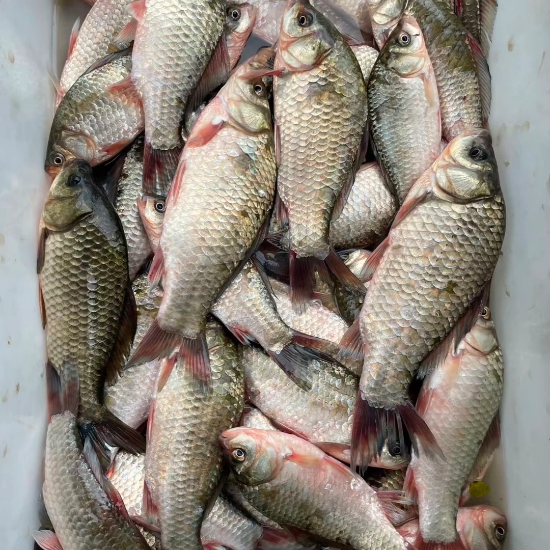 安徽特产瓦埠湖野生鲫鱼