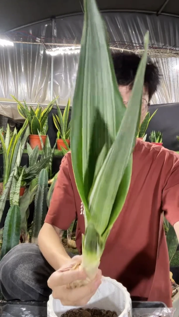 雪纹蓝龙裸根12.8