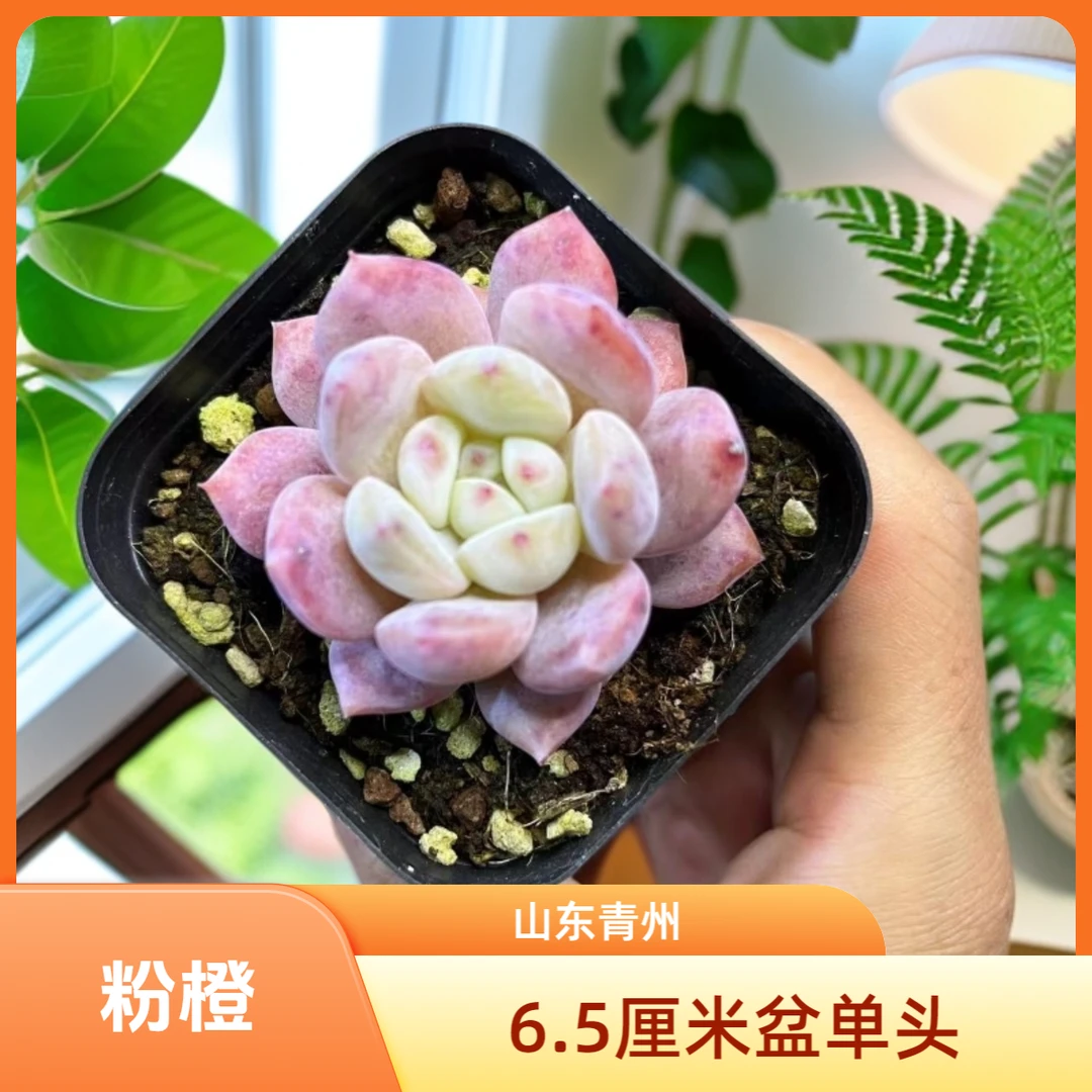 精品粉橙6.5厘米盆老桩多肉