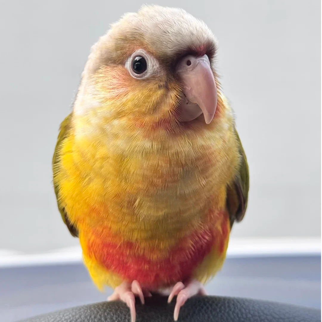 手养活体鹦鹉 一拍一物 请在直播间主播指导下挑选