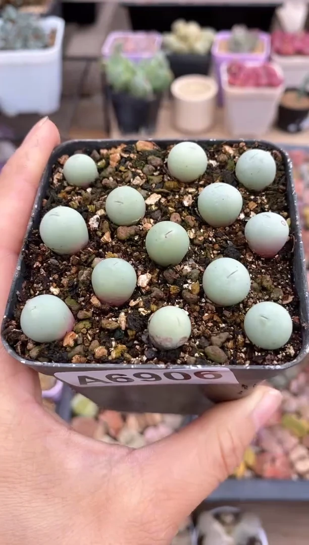 【闪购商品】6906直播一物一拍