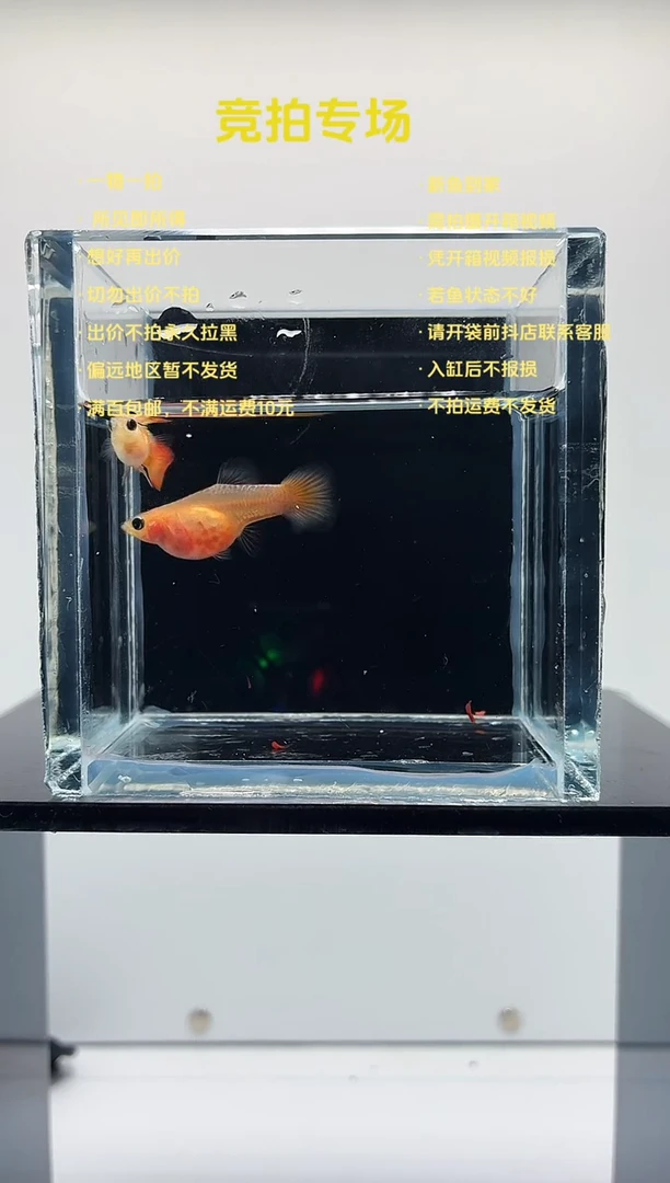 孔雀鱼皇家落日玻璃猫一对-47