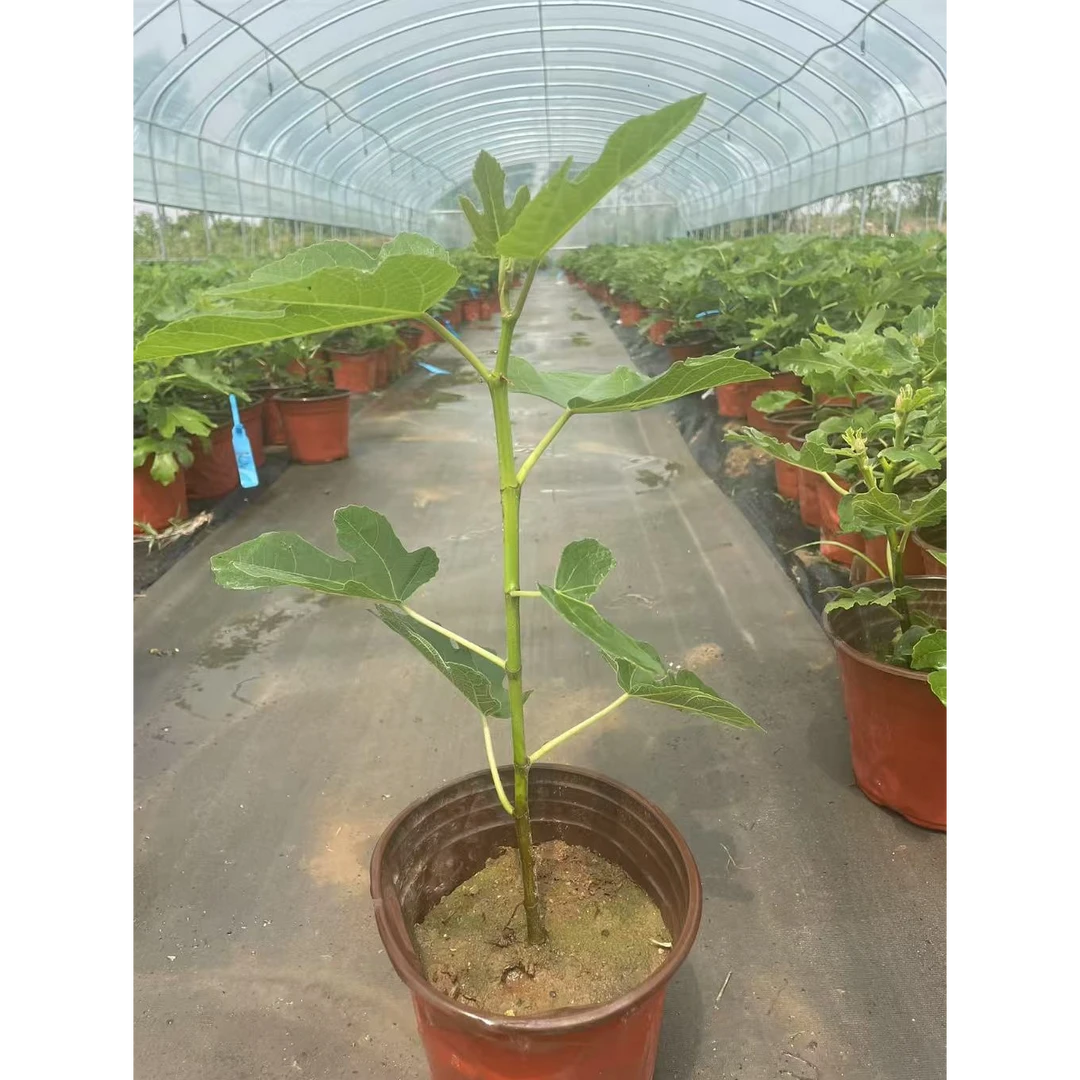 朵一正品无花果原盆原土发货南北方都可以种植阳台地栽