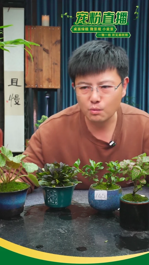 无花朵晓*苔藓微景观765号