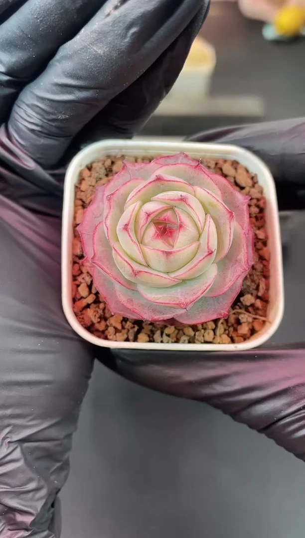 闪购1257  心花怒放多肉一颗  3.5-4厘米