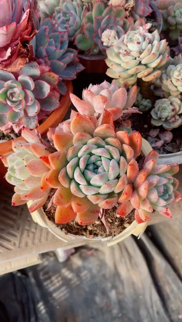 【闪购商品】11135