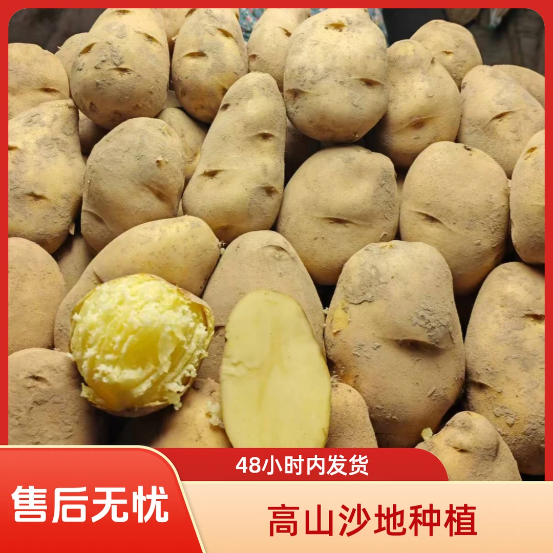 贵州高山沙地老品种黄皮黄心洋芋土豆农户自种