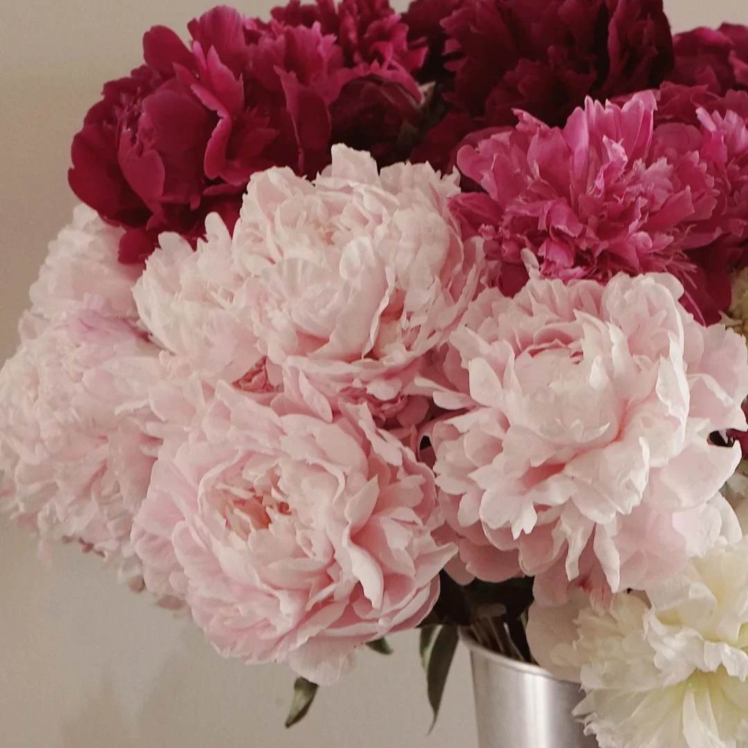 【送货上门】【山东芍药】粉色红色混搭 重瓣芍药 菏泽基地牡丹芍药