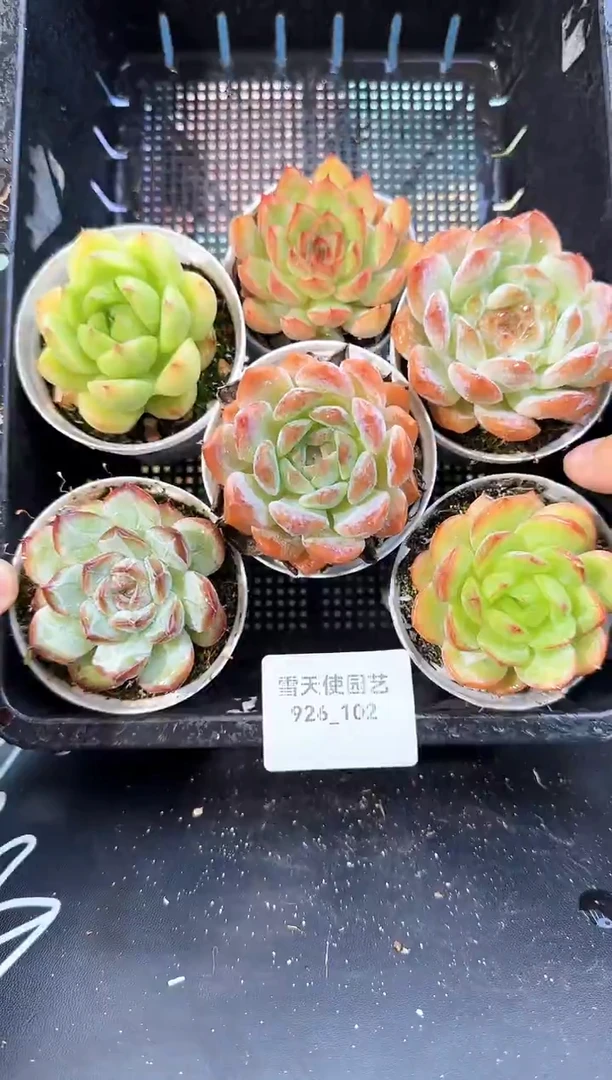 926-102多肉6颗