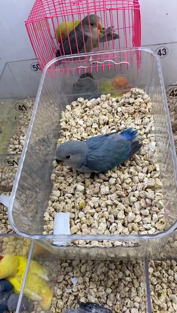 桃脸牡丹鹦鹉蓝银