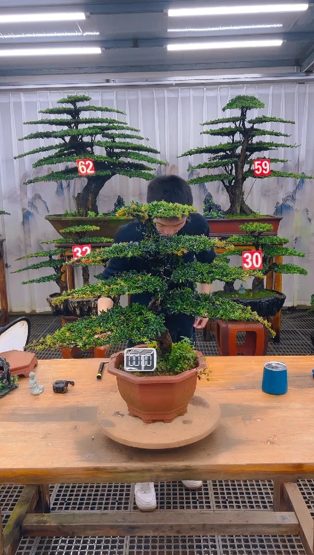 无花朵精品盆景直播间一物一拍